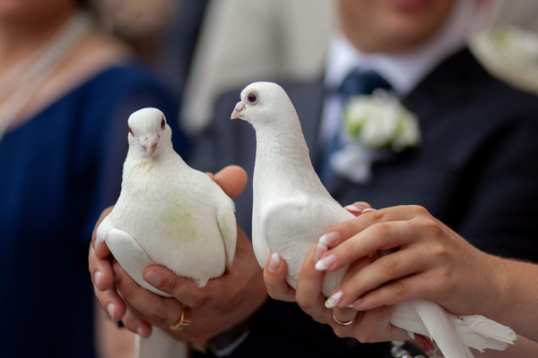 Bruidsduiven
