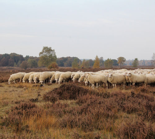 Trouwen in Ermelo